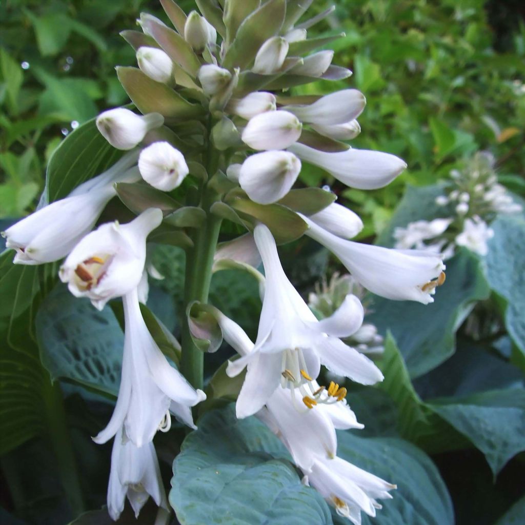 Hosta sieboldiana