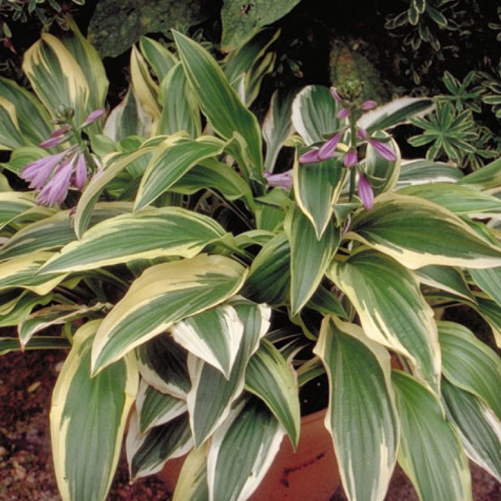 Hosta yellow splash rim