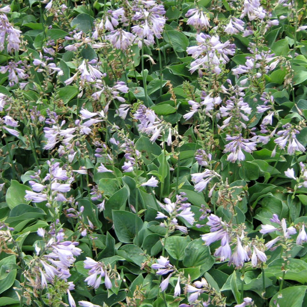 Hosta Hosta Blue Cadet