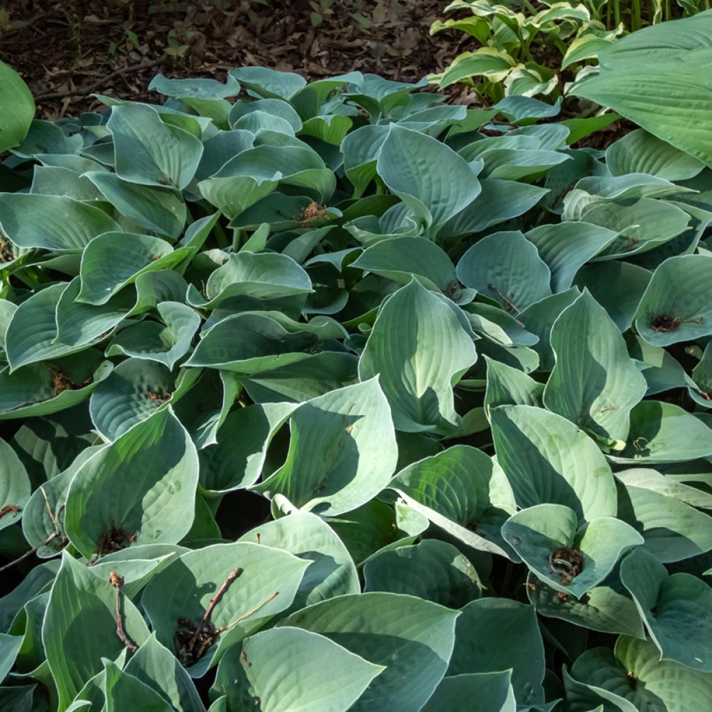 Hosta Hosta Blue Cadet