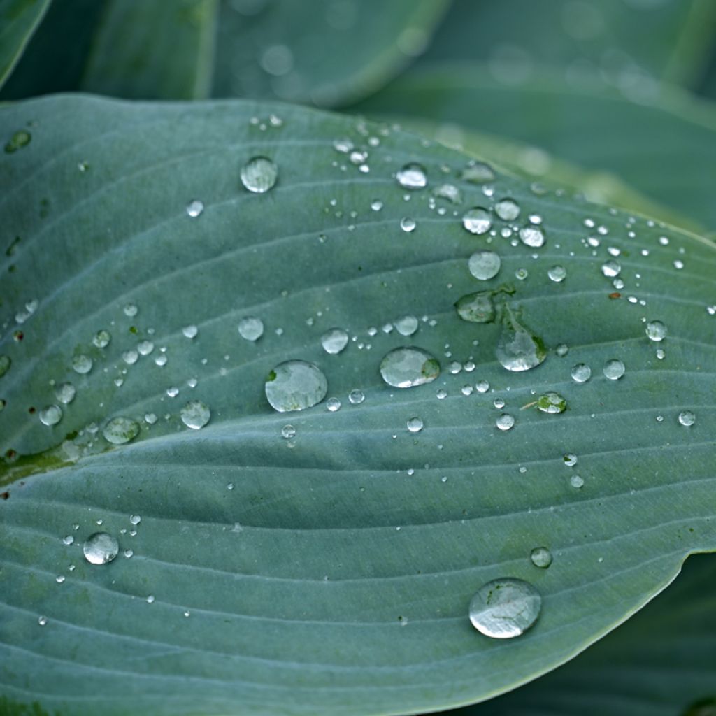 Hosta Hosta Blue Cadet