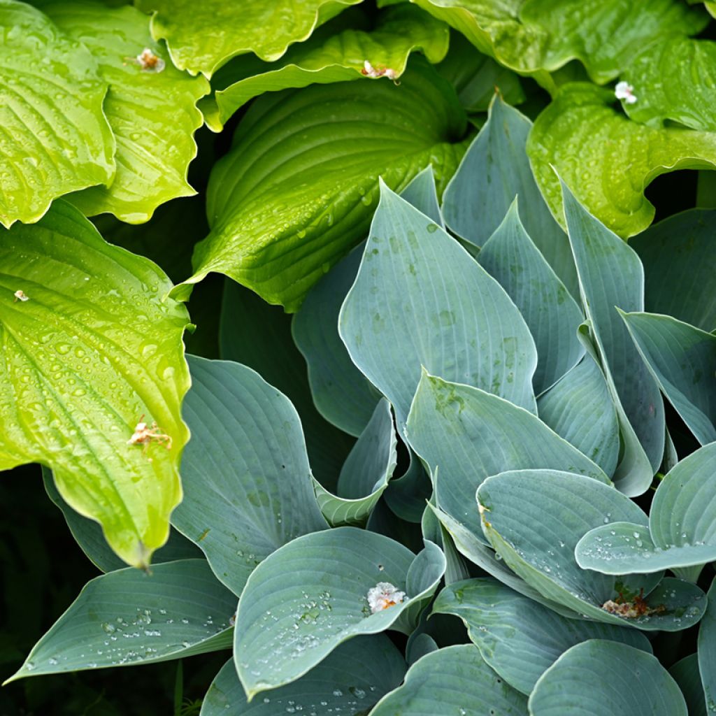Hosta Hosta Blue Cadet