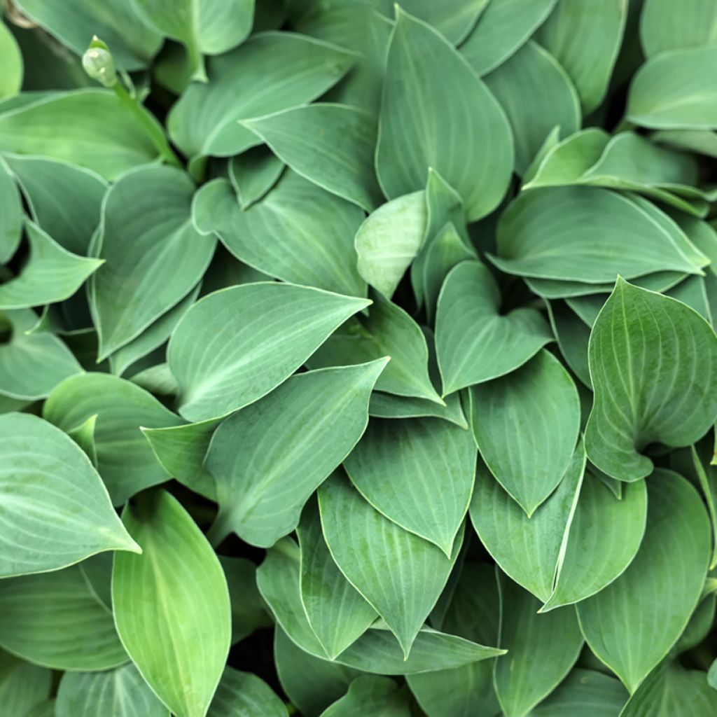 Hosta Hosta Blue Cadet
