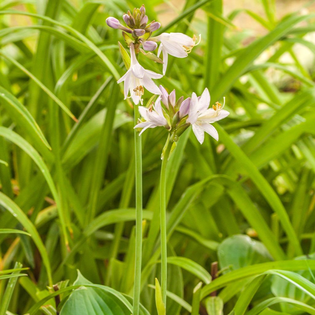 Hosta Hosta Blue Cadet