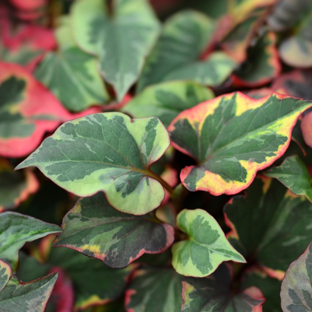 Houttuynia cordata Chameleon - Pianta camaleonte