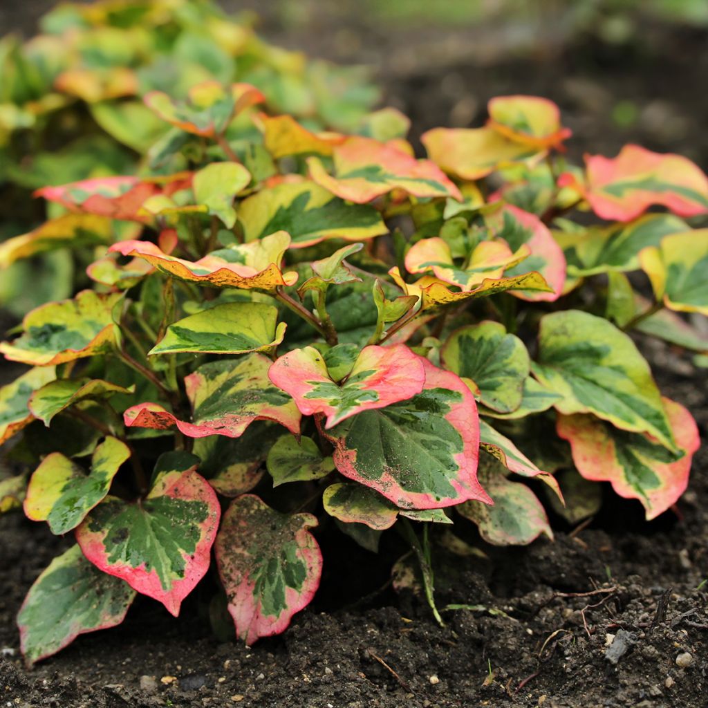 Houttuynia cordata Chameleon - Pianta camaleonte
