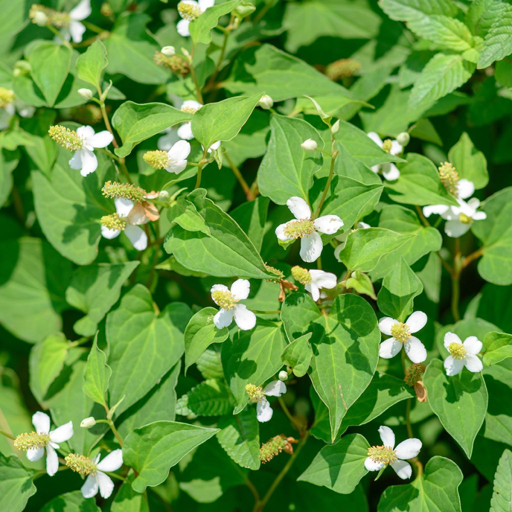 Houttuynia cordata - Pianta camaleonte