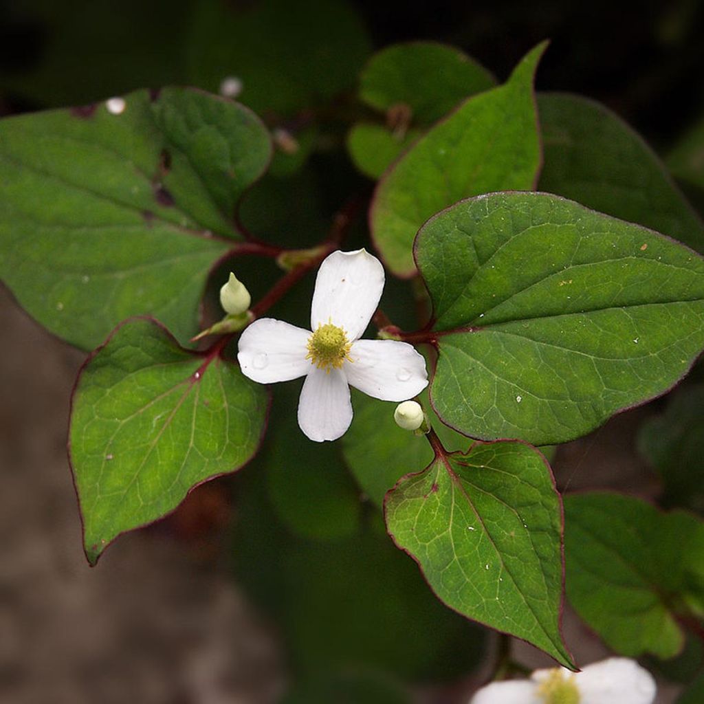Houttuynia cordata - Pianta camaleonte