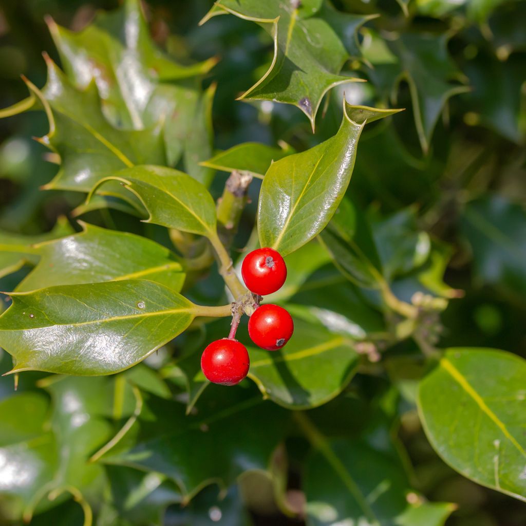 Ilex meserveae Heckenfee - Agrifoglio