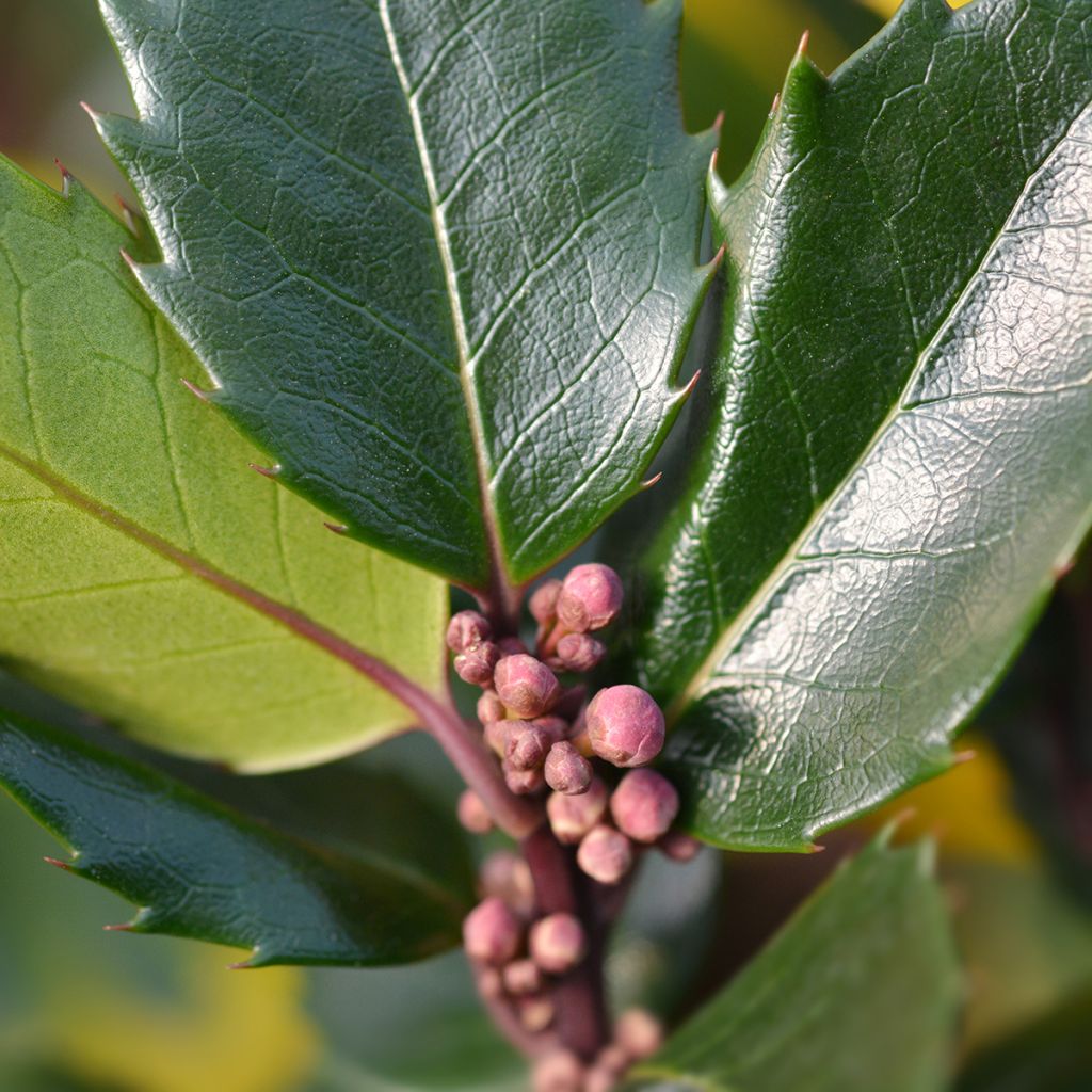 Ilex meserveae Blue Angel - Agrifoglio