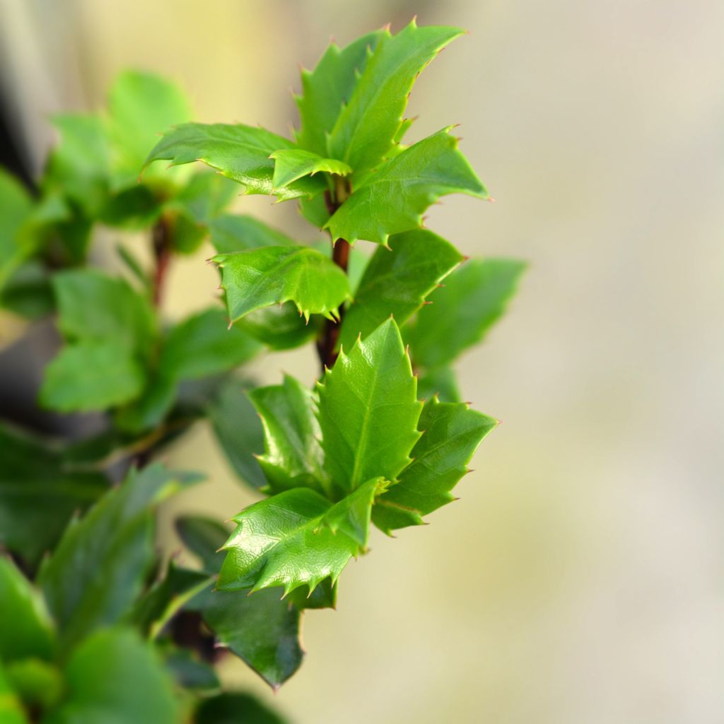 Ilex meserveae Blue Prince - Agrifoglio