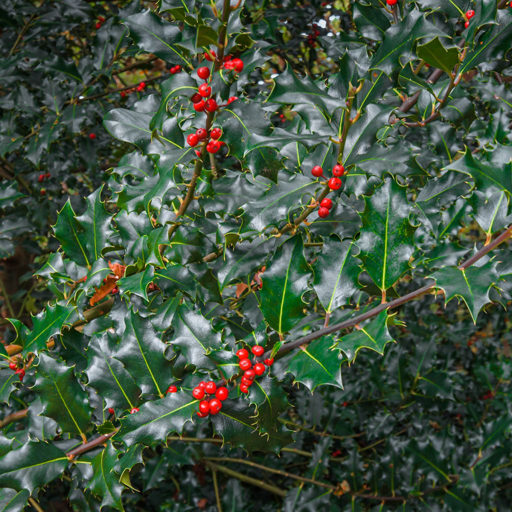 Ilex meserveae Blue princess - Agrifoglio