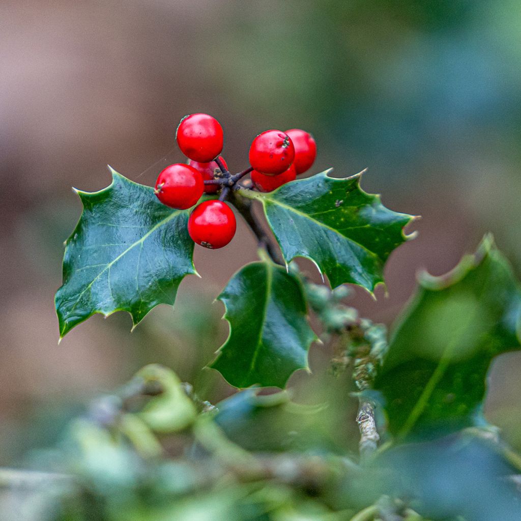 Ilex aquifolium - Agrifoglio