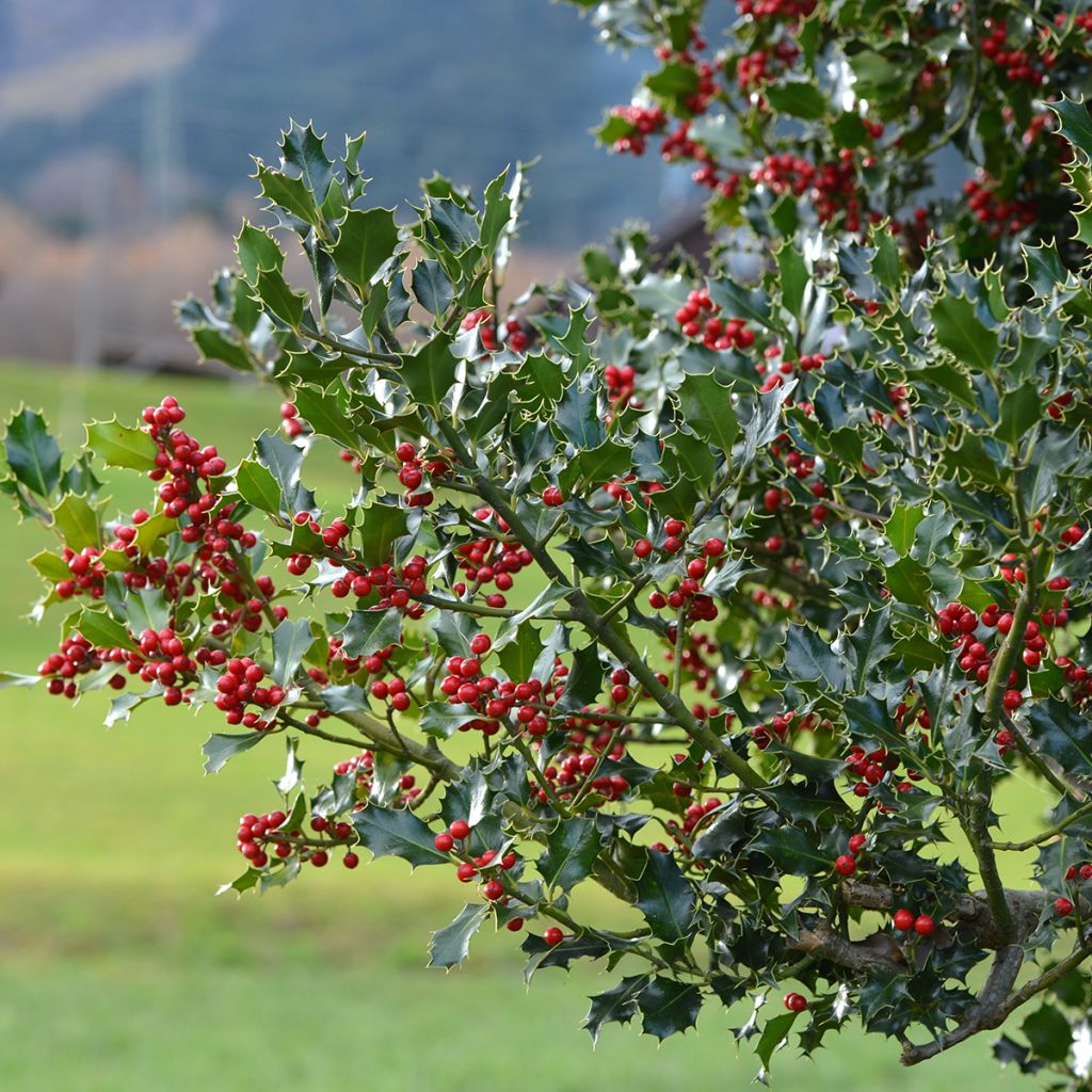 Ilex aquifolium - Agrifoglio