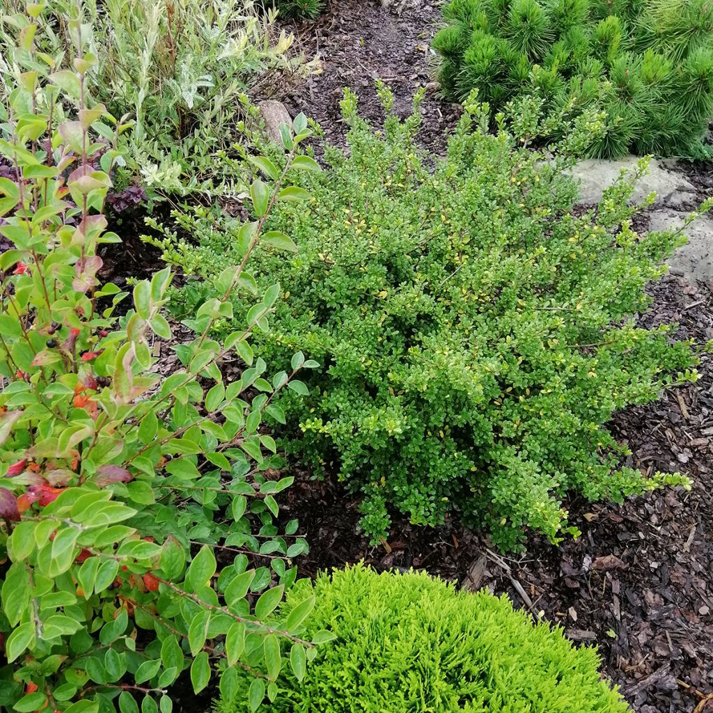 Ilex crenata Convexa - Agrifoglio giapponese