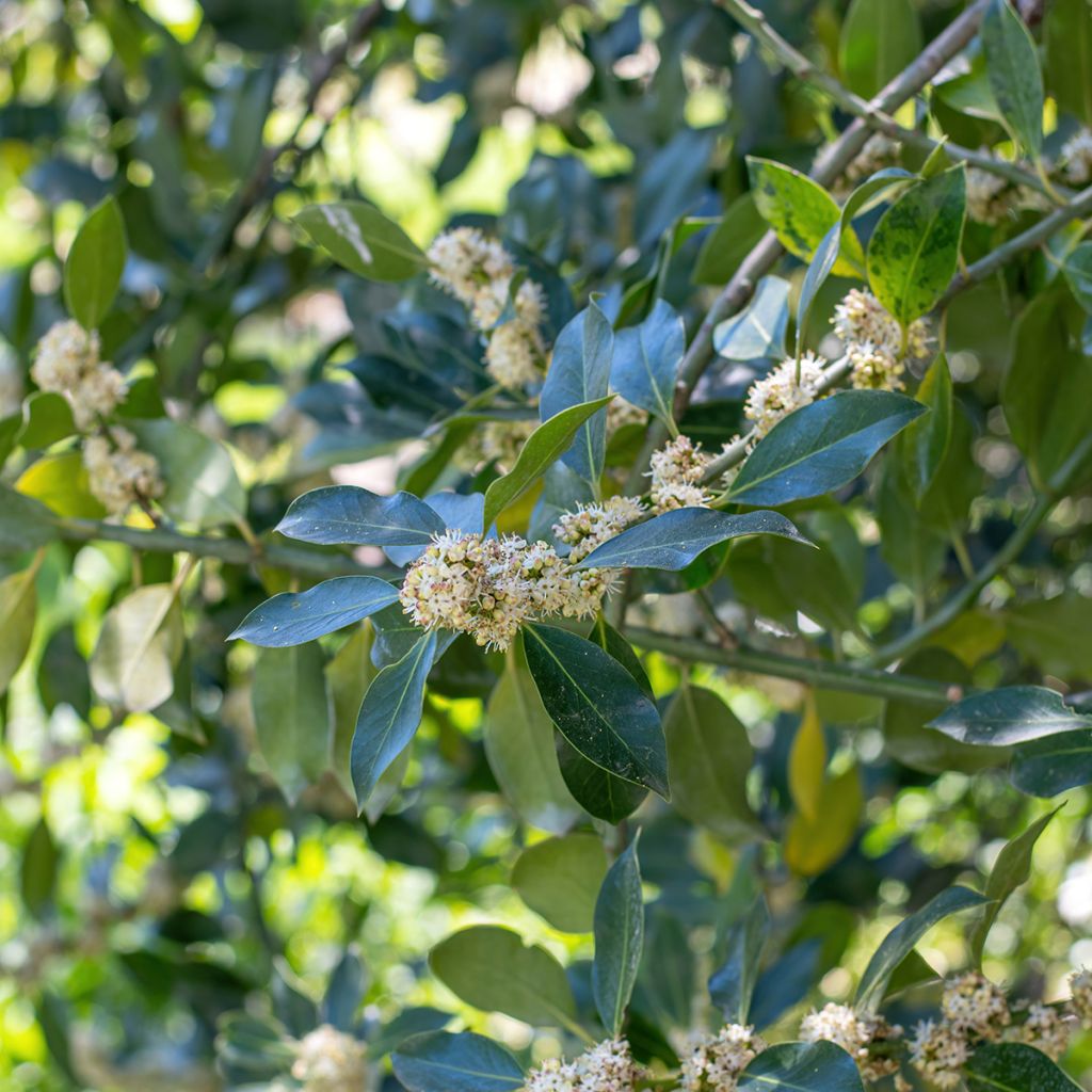 Ilex Nellie R. Stevens - Agrifoglio