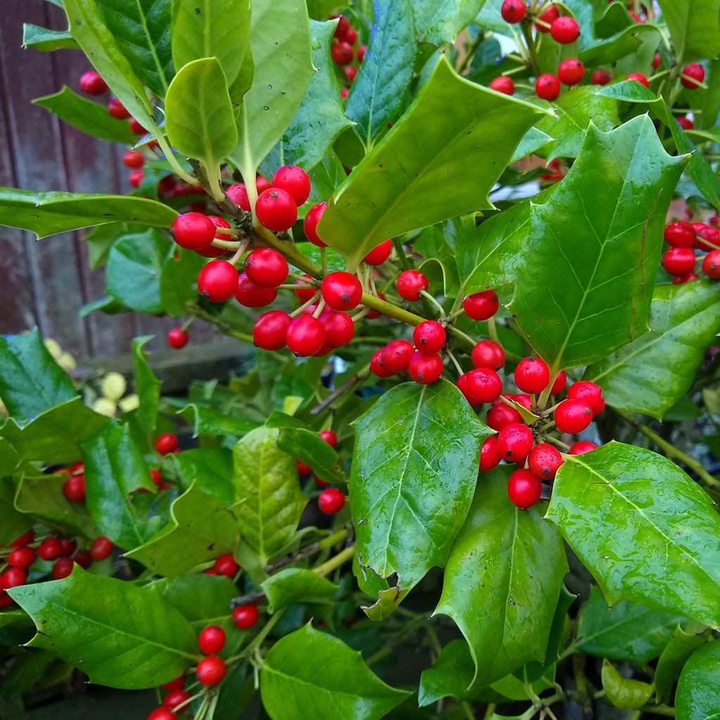 Ilex Nellie R. Stevens - Agrifoglio