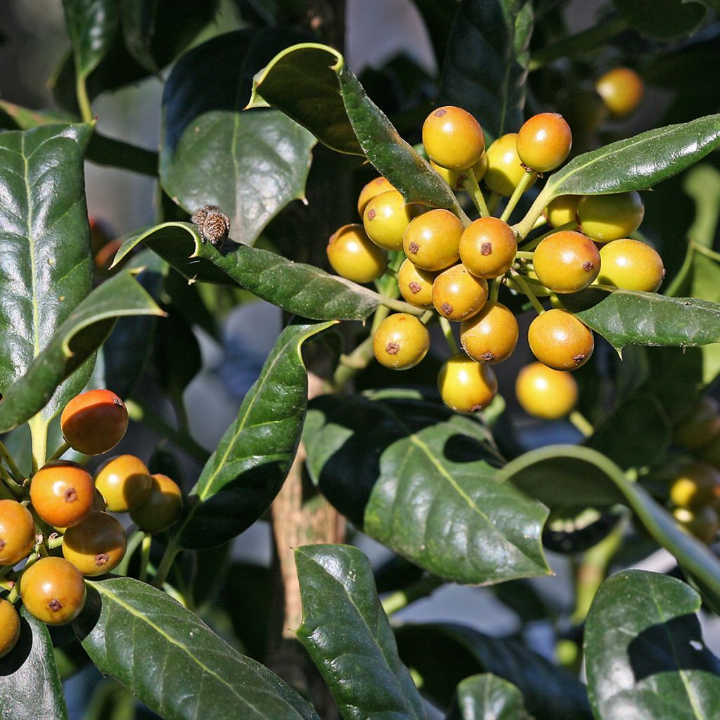 Ilex Nellie R. Stevens - Agrifoglio