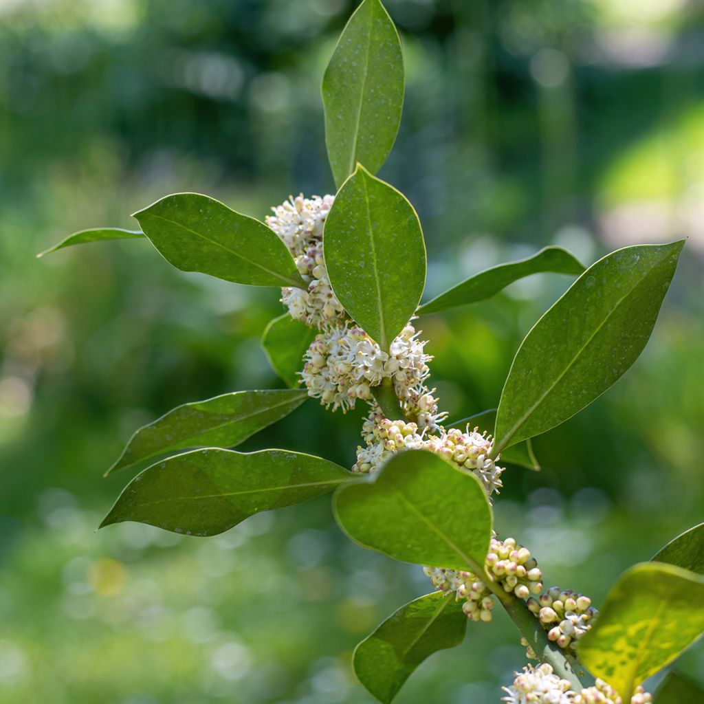 Ilex Nellie R. Stevens - Agrifoglio