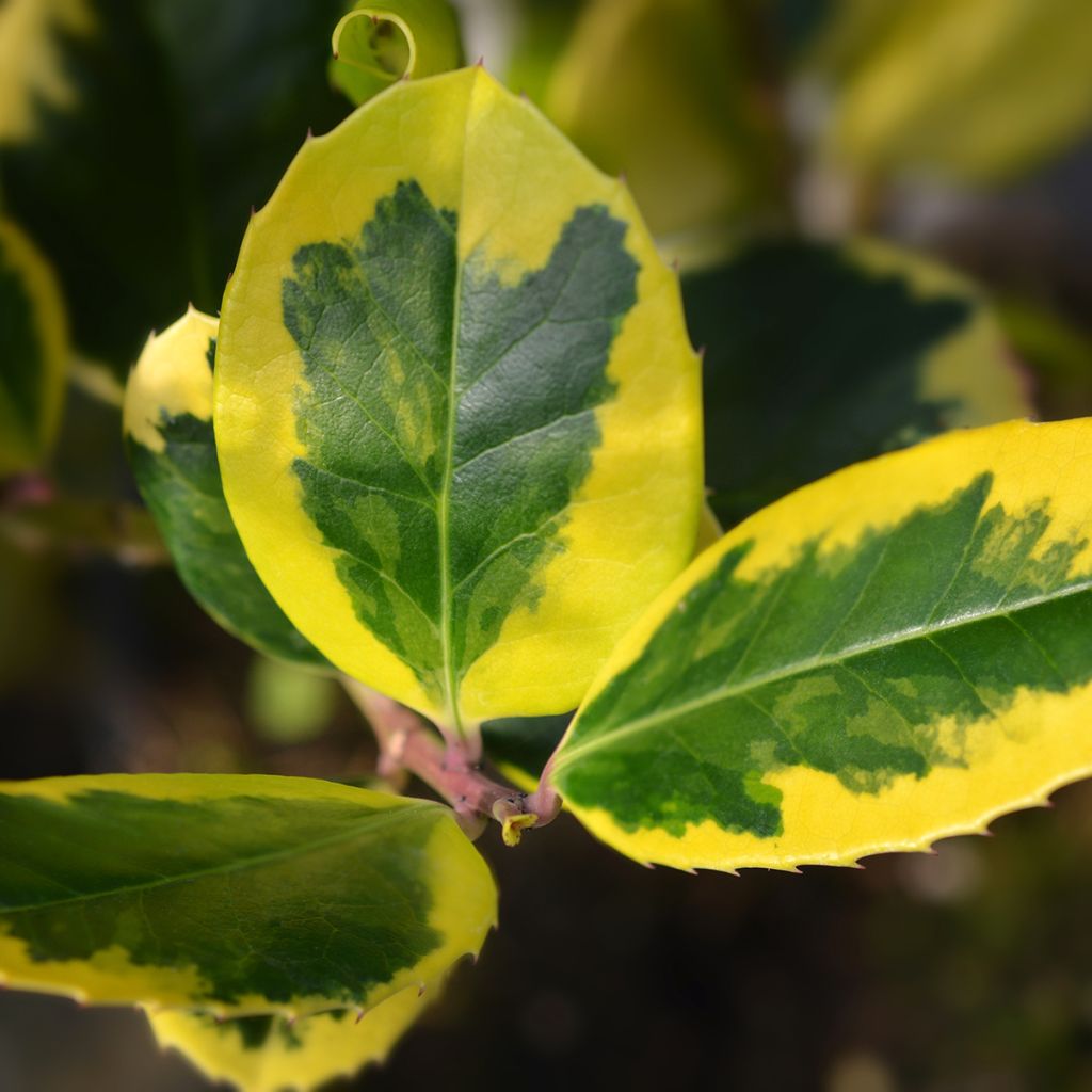 Ilex Golden King - Agrifoglio