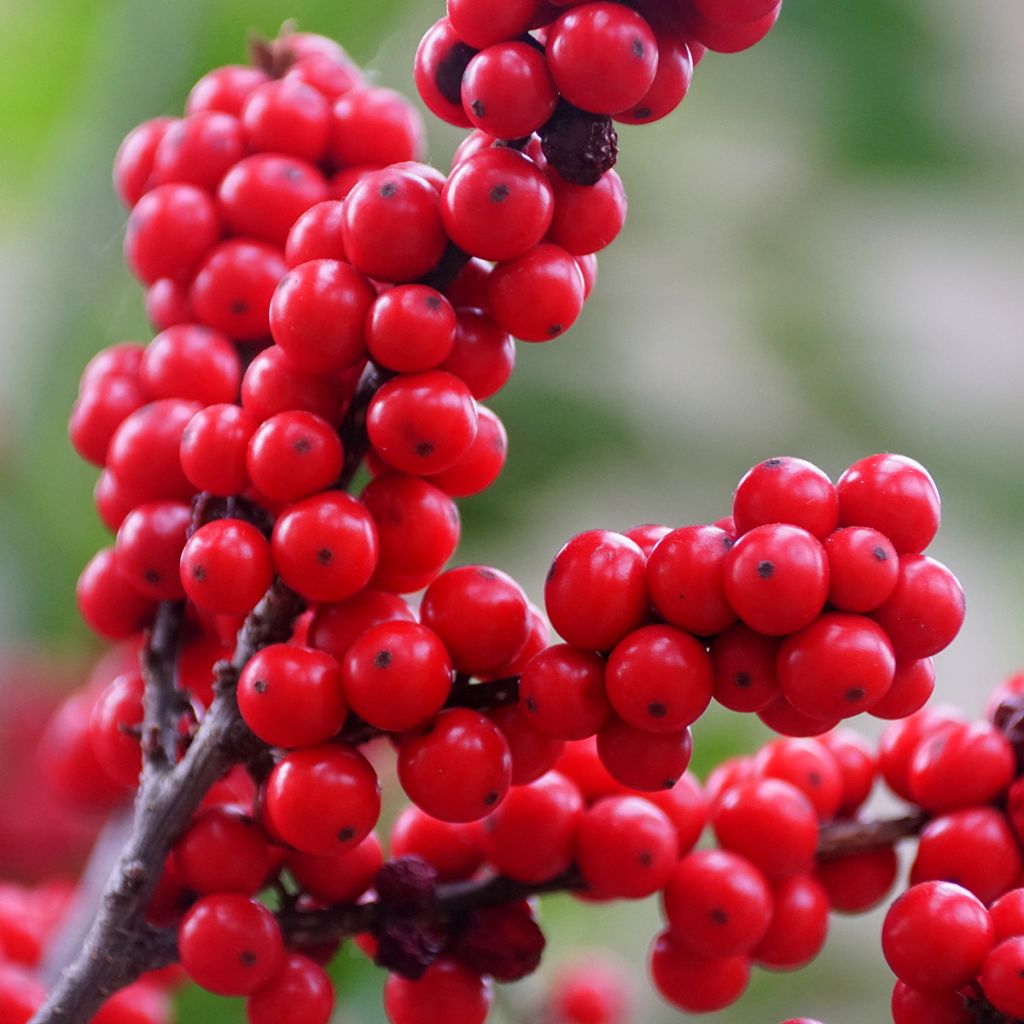 Ilex verticillata Maryland Beauty - Agrifoglio