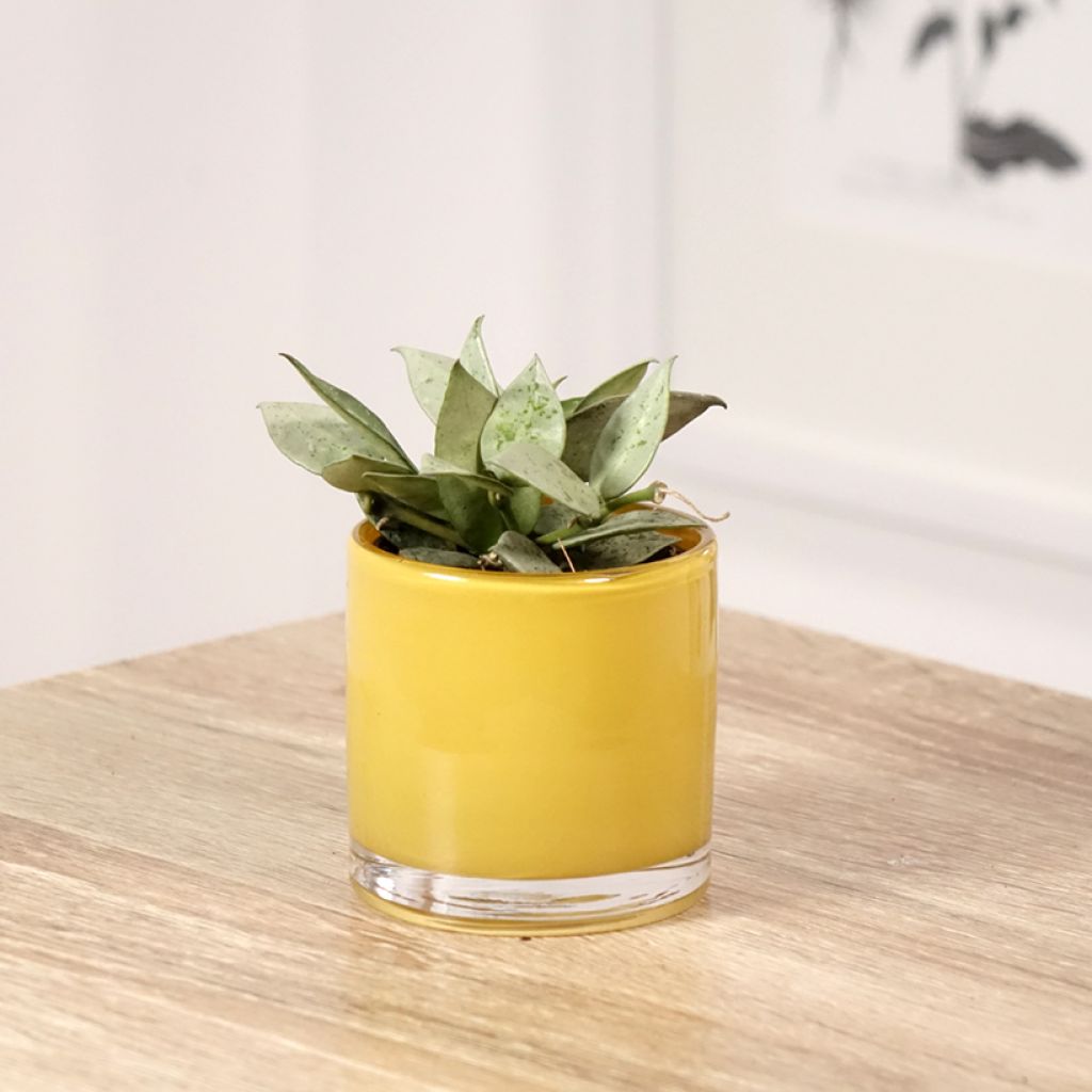 Hoya Eskimo - Fiore di cera