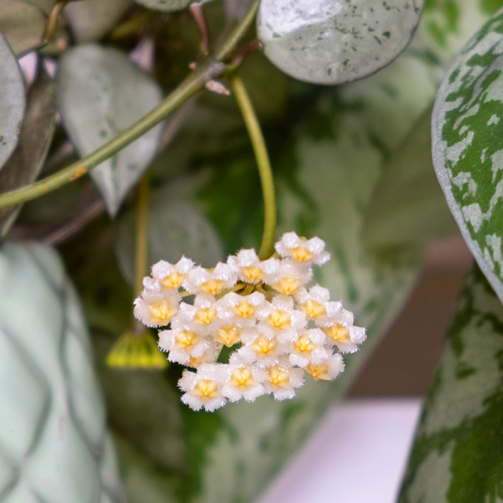 Hoya Eskimo - Fiore di cera