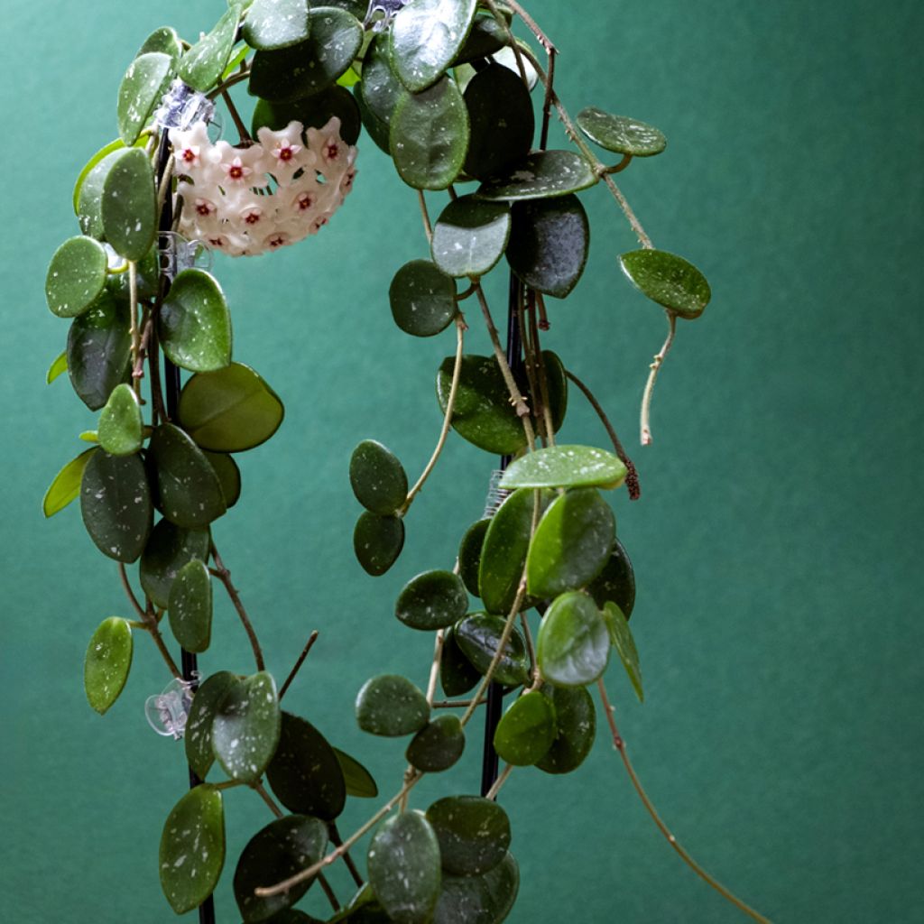 Hoya Mathilde Splash - Fiore di cera