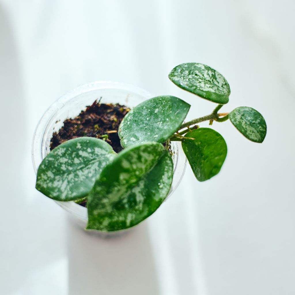 Hoya Mathilde Splash - Fiore di cera