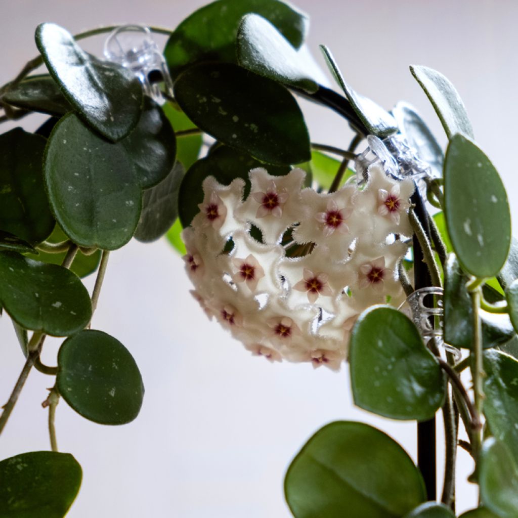 Hoya Mathilde Splash - Fiore di cera