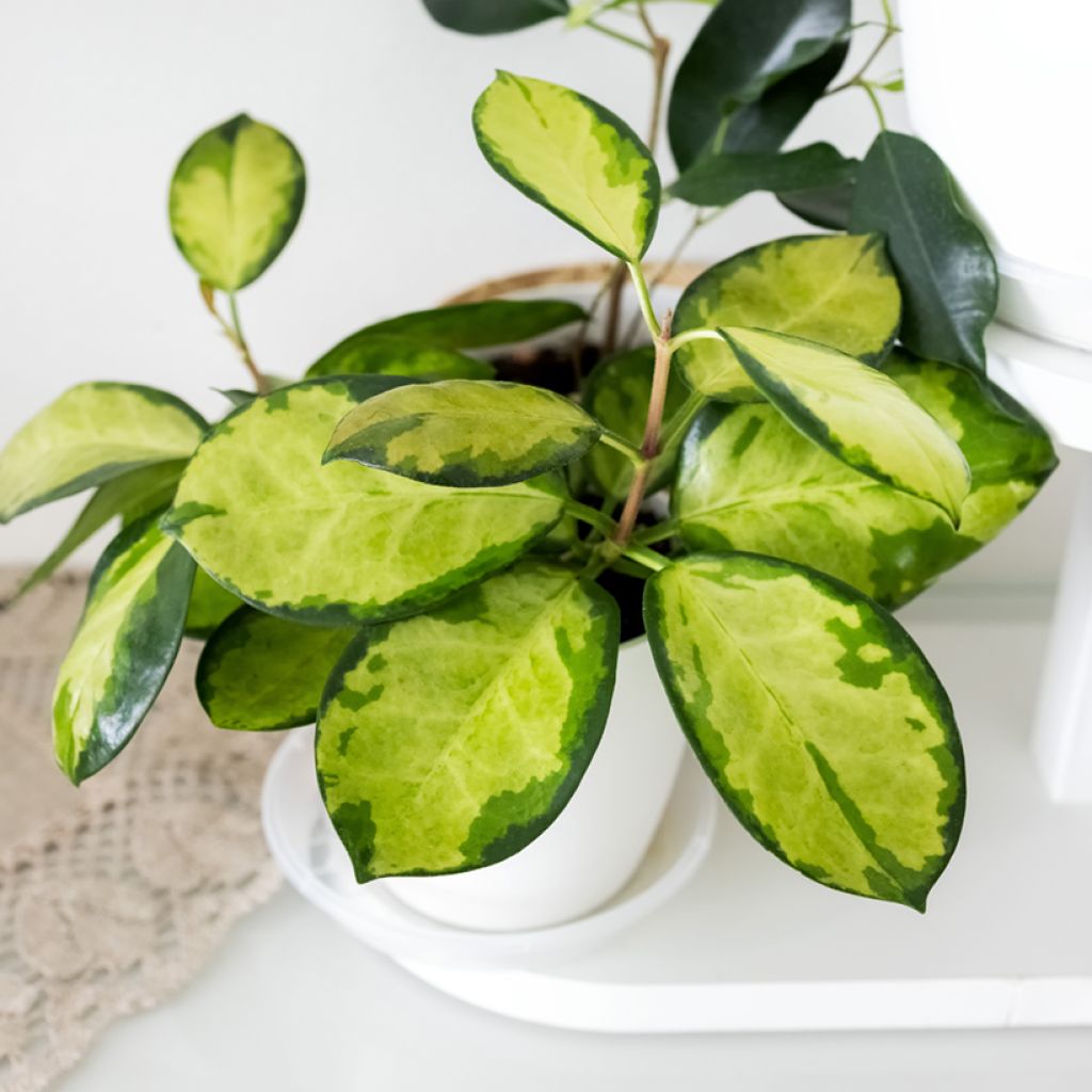 Hoya australis Tricolor - Fiore di cera