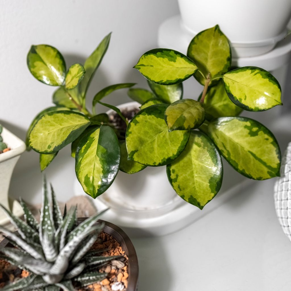 Hoya australis Tricolor - Fiore di cera