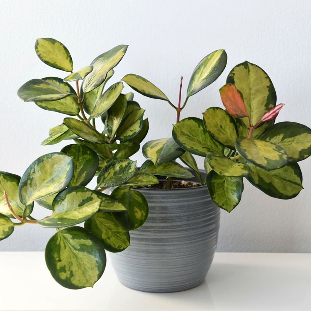 Hoya australis Tricolor - Fiore di cera