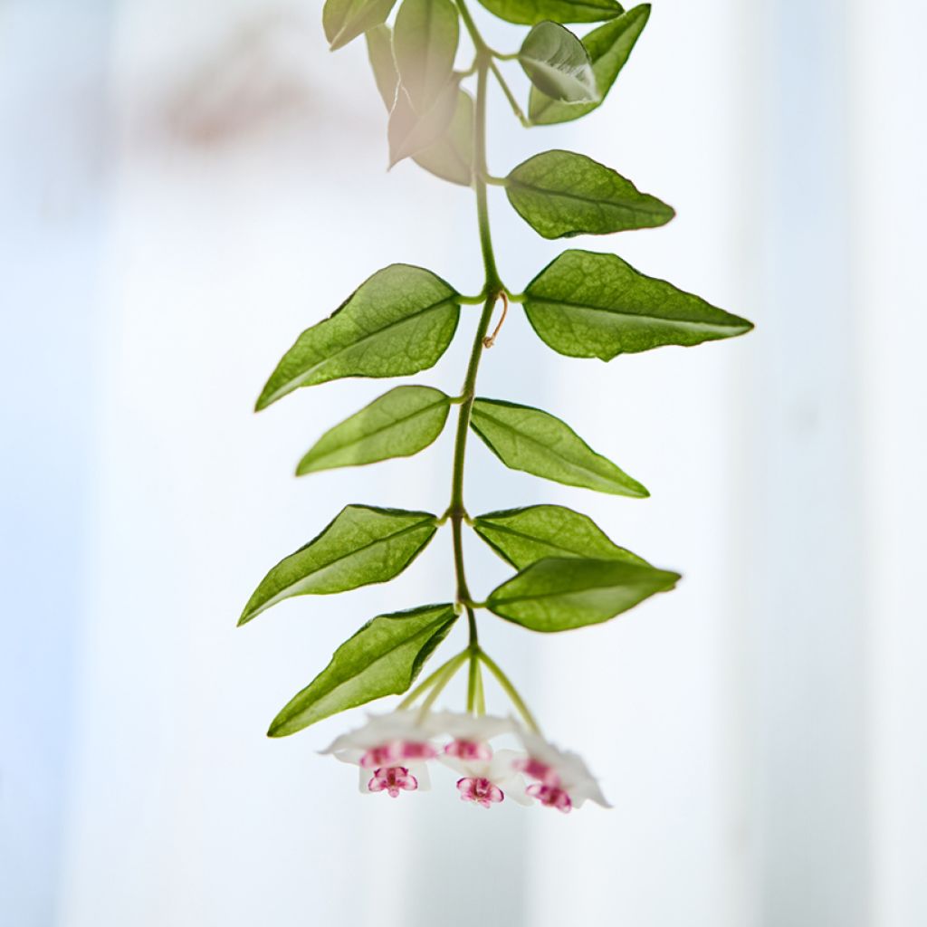 Hoya bella - Fiore di cera