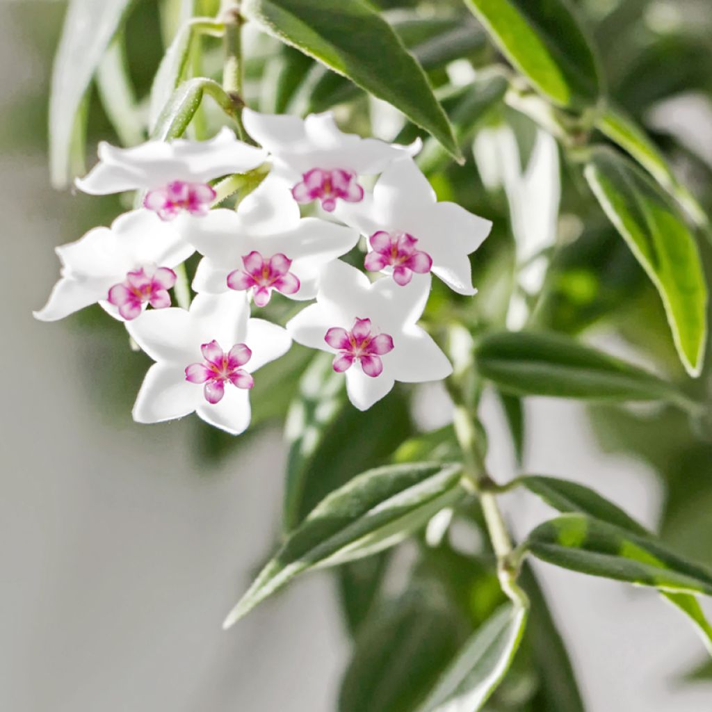 Hoya bella - Fiore di cera