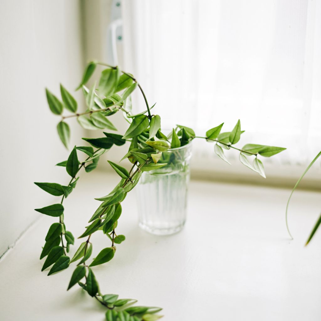 Hoya bella - Fiore di cera