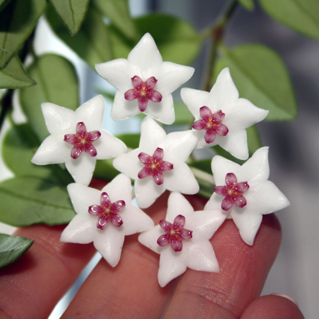 Hoya bella - Fiore di cera