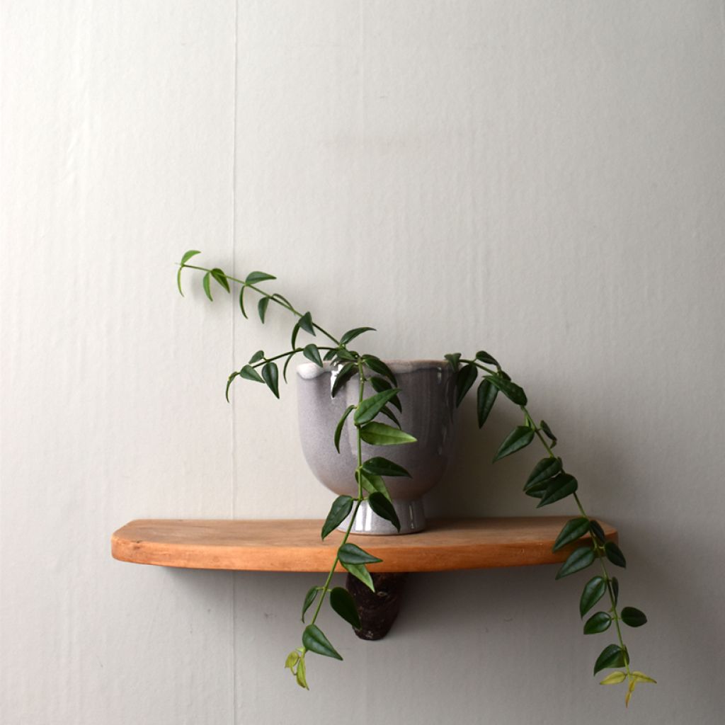 Hoya bella - Fiore di cera