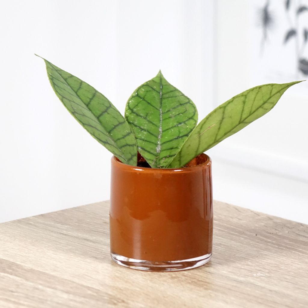 Hoya callistophylla - Fiore di cera