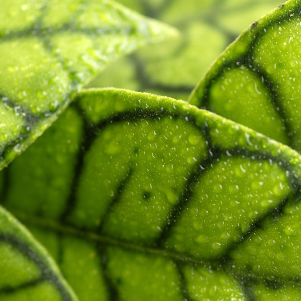 Hoya callistophylla - Fiore di cera
