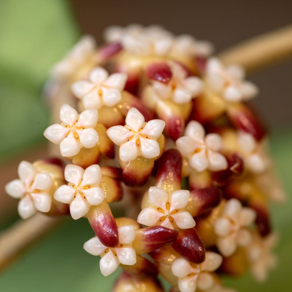 Hoya callistophylla - Fiore di cera