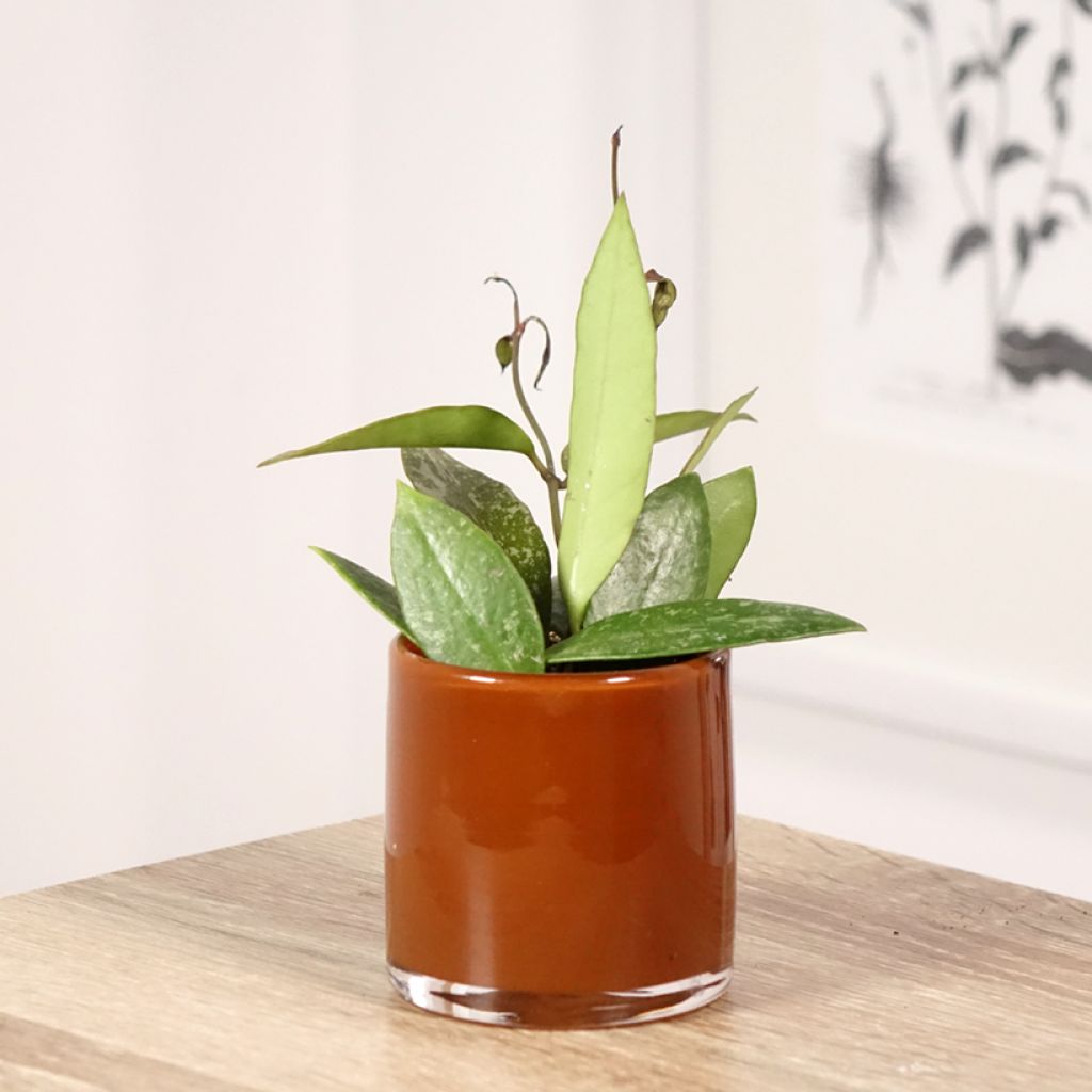 Hoya gracilis - Fiore di cera