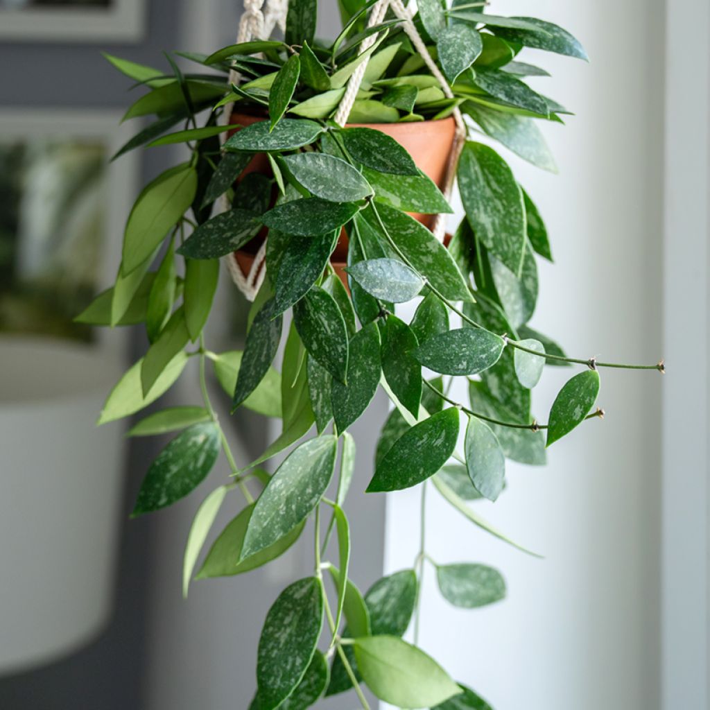 Hoya gracilis - Fiore di cera