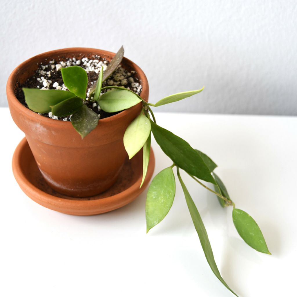 Hoya gracilis - Fiore di cera
