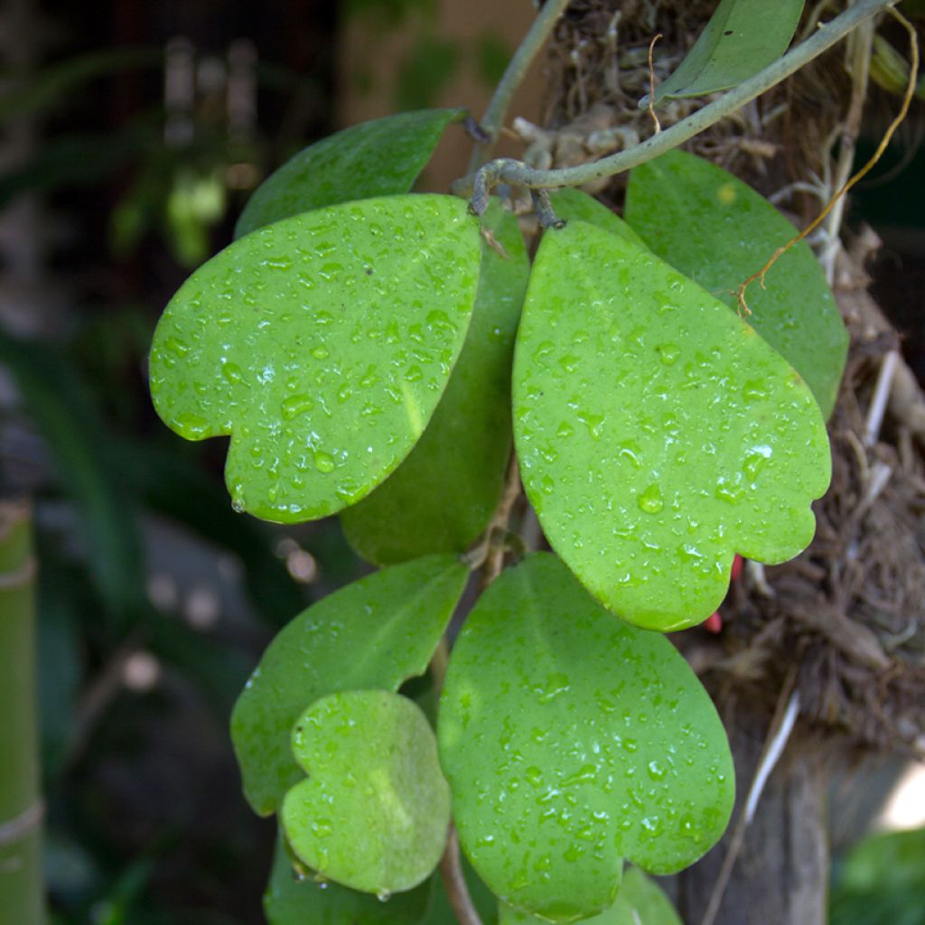 Hoya kerrii