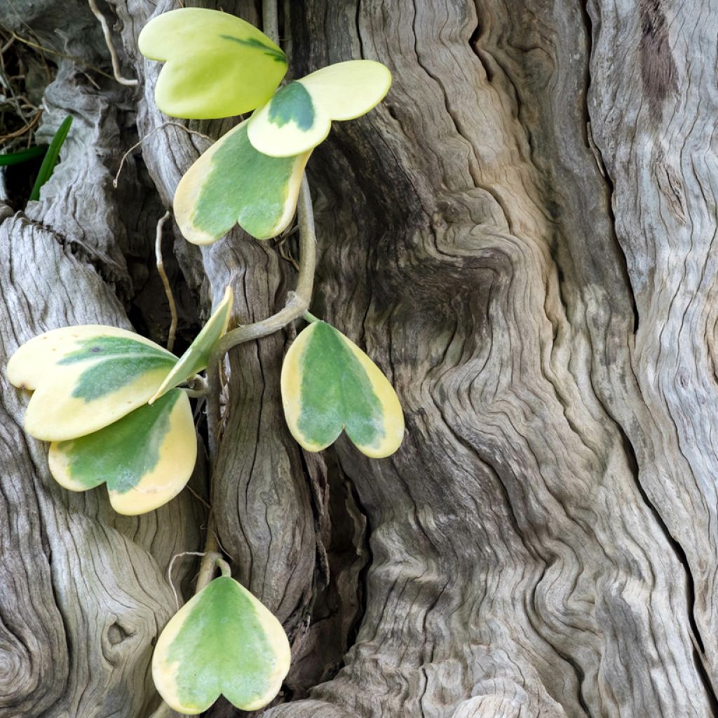 Hoya kerrii Variegata