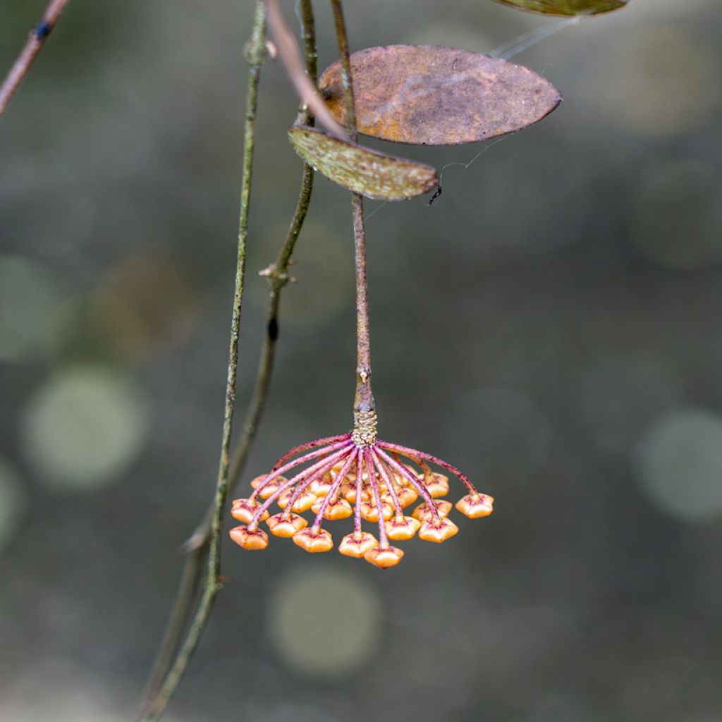 Hoya sigillatis - Fiore di cera