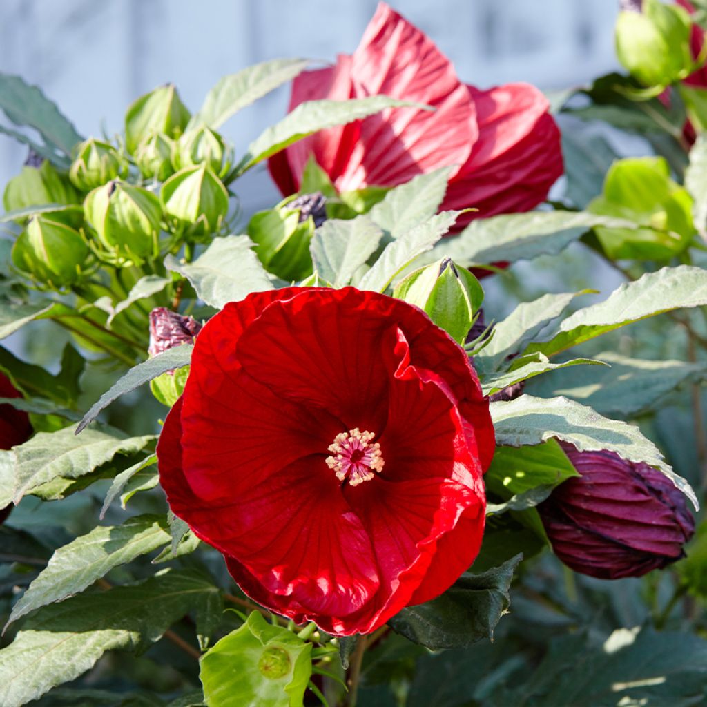 Hibiscus moscheutos Red - Ibisco palustre