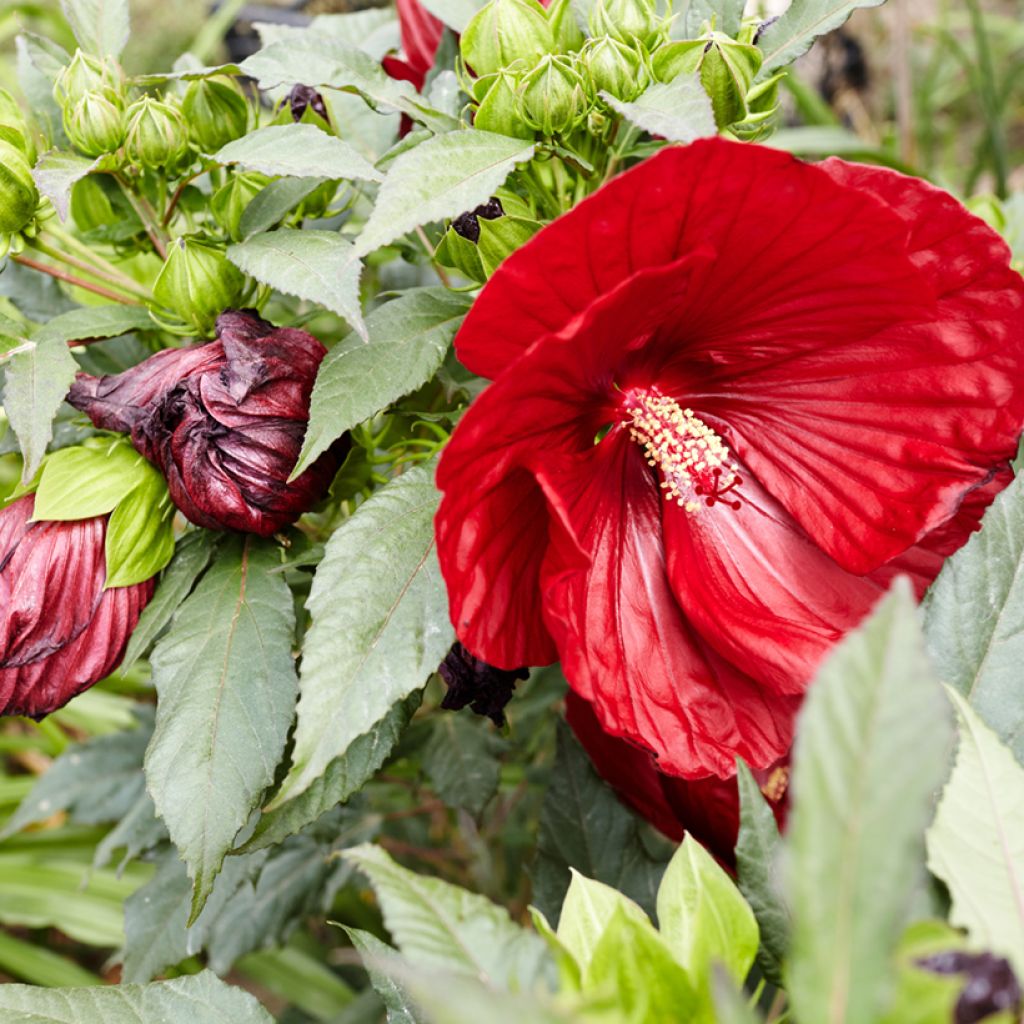 Hibiscus moscheutos Red - Ibisco palustre