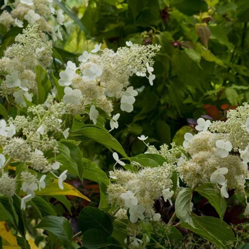 Hydrangea paniculata Kyushu - Ortensia paniculata